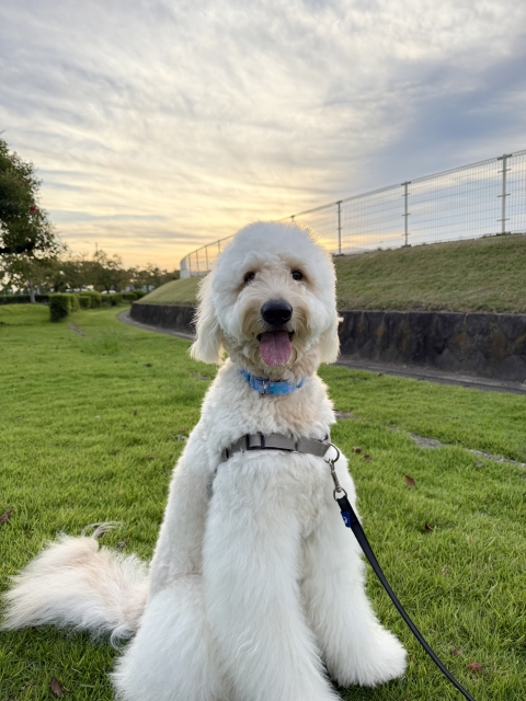 ゴールデンドゥードル